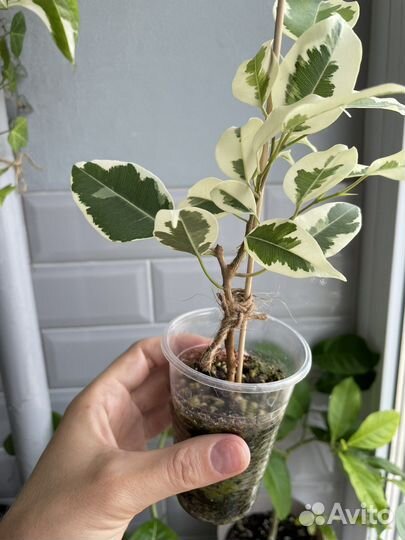 Фикус бенджамина