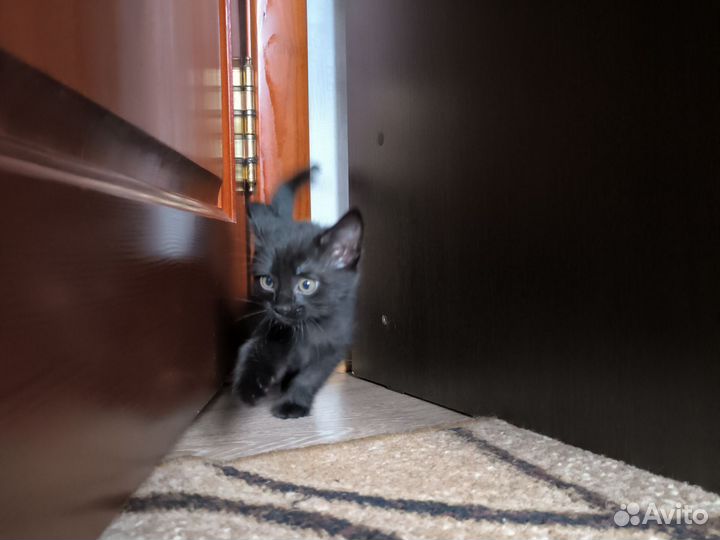 Чёрный котёнок девочка