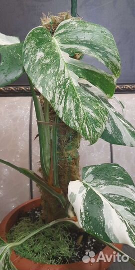 Монстера вариегатная