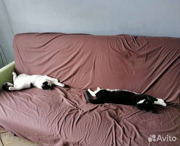 Передержка бездомных кошек