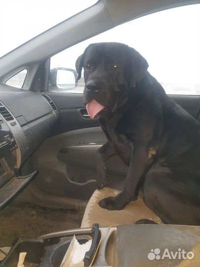 Вязка лабрадор бесплатно