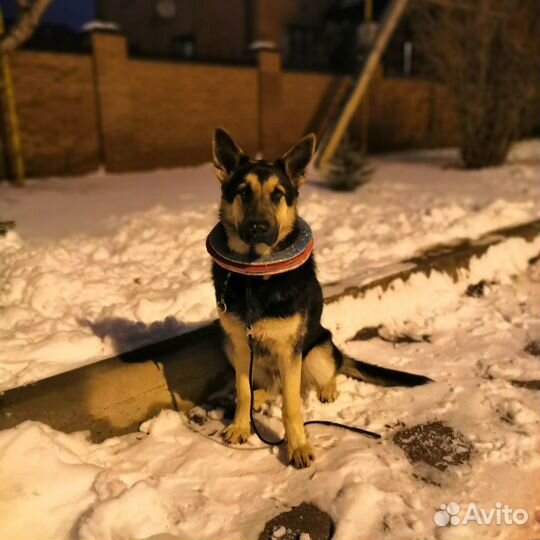 Дрессировка и передержка собак