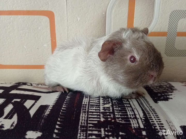 Морская свинка скинни, Тексель, Лункария