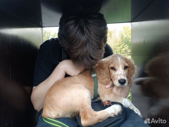 Русский спаниель