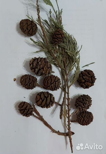 Шишки секвойи, шишки лиственницы