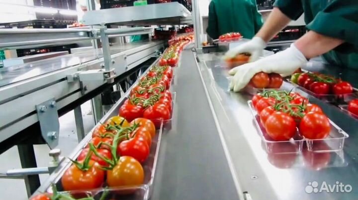 Вахта Тула с жильем от 25 смен Фасовщики в теплицу