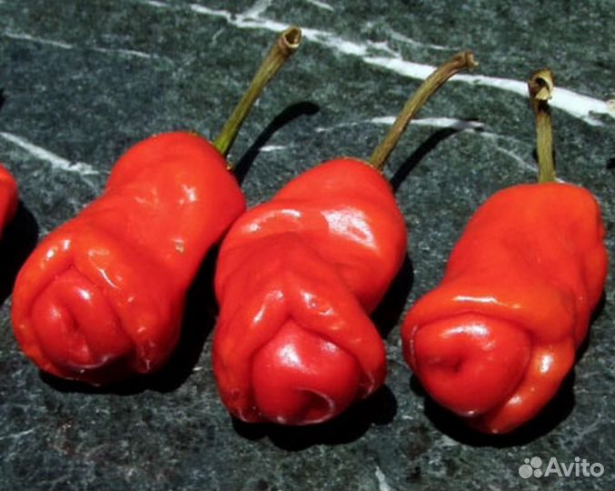 Редкие растения (чилли-вилли )