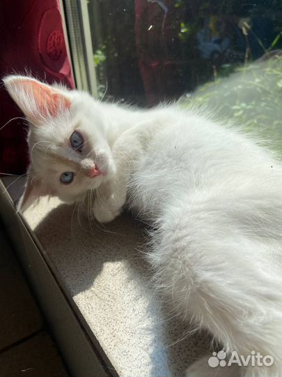 Котёнок(девочка)