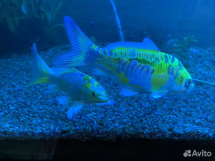 Продам карпов кои