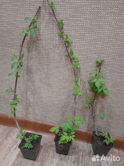 Малина кумберленд