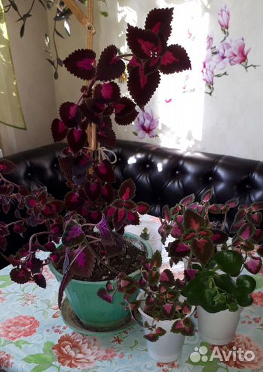 Колеус цветы бесплатно