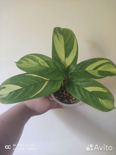 Ктенанта лубберса