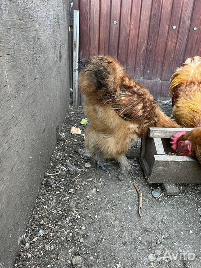 Петушки шелковые породистые 2 шт