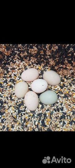 Цесариное яйцо, куриное