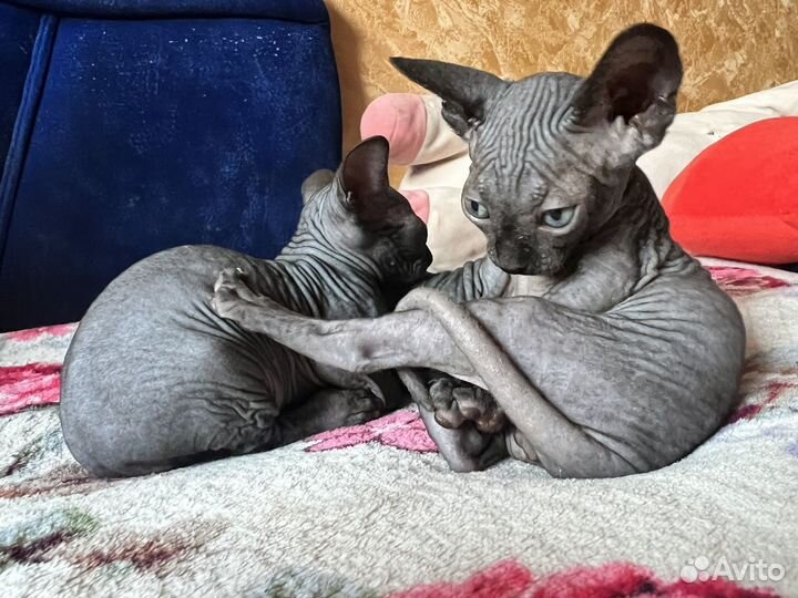 Канадский сфинкс котенок