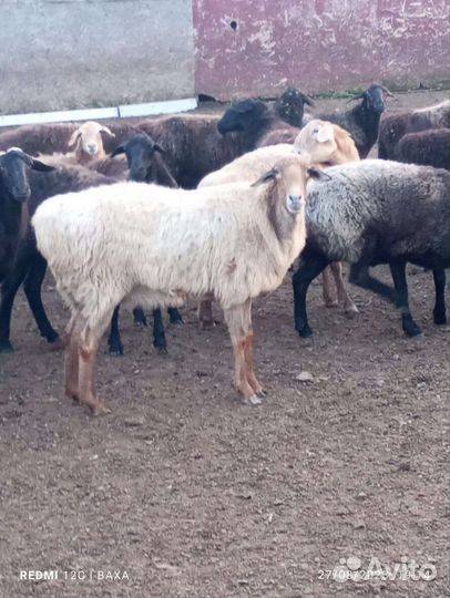 Овцы эдильбаевские курдючные