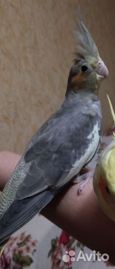 Продам попугая Кореллу вместе с клеткой