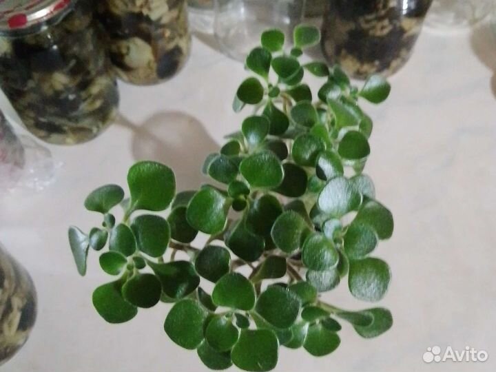 Комнатные цветы