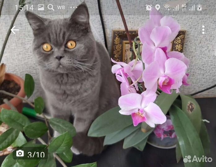 Британец мраморный прямоухий кот вязка