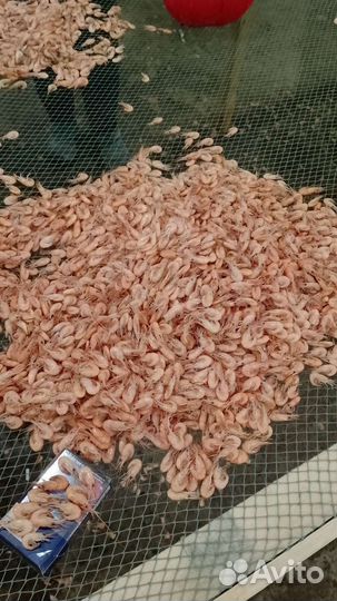 Азовская креветка