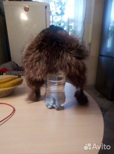 Шапка зимняя женская новая, натуральный мех енота