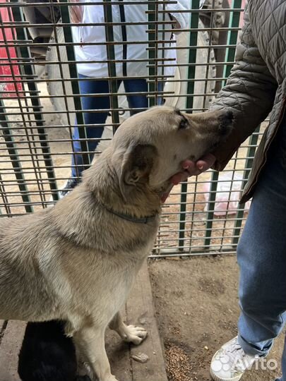 Собака в добрые руки