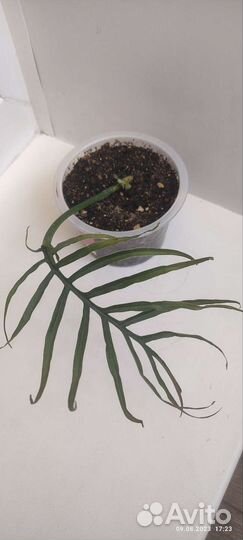 Филодендроны сортовые