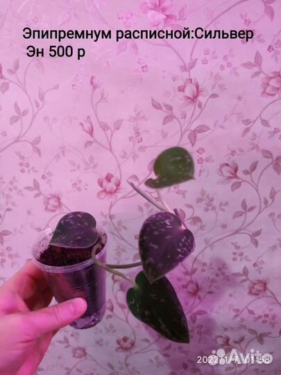 Разные: Ароидные