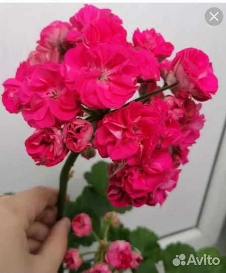 Герань пеларгония