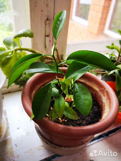 Продам комнатные растения