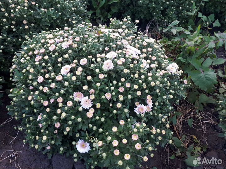 Хризантемы мультифлора