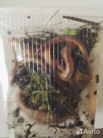 Живая наживка для рыбалки опарыш,навозник,выползок