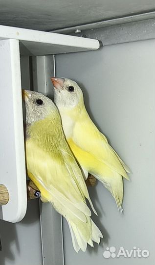 Амадины Гульда Самки