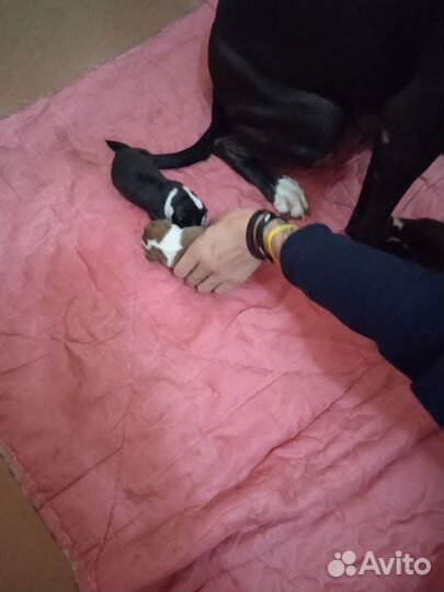 Щенки питбуля