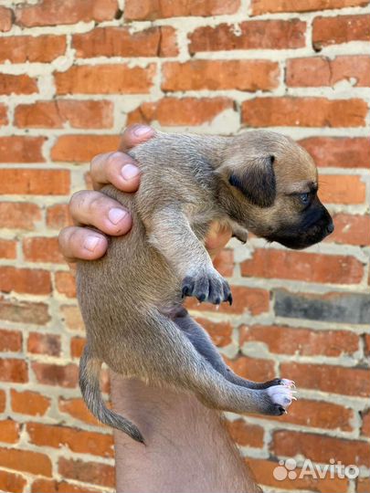 Мини малыши