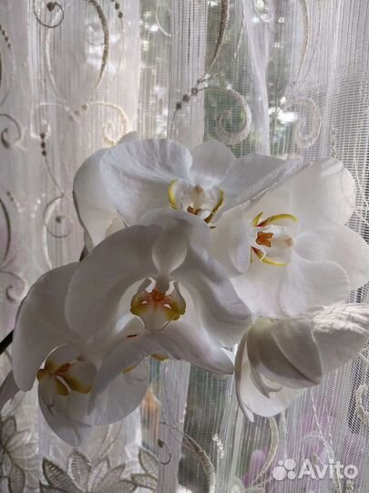 Орхидея фаленопсис