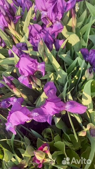 Ирисы саженцы-луковицы цена за 3 шт