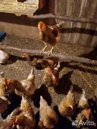 Продам петухов