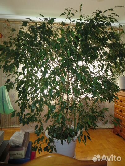 Комнатные цветы