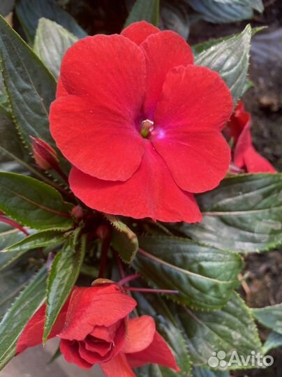 Бальзамин новогвинейский