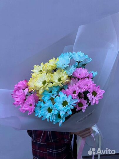 Ромашки. Хризантема ромашковидная