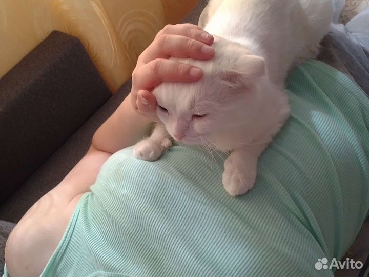 Шотландский вислоухий кот