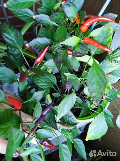 Острый перчик цветущий: Шары, Алладин, Кармен