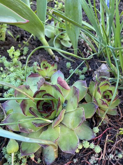 Каменная роза