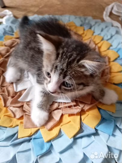 Кошка и котятки