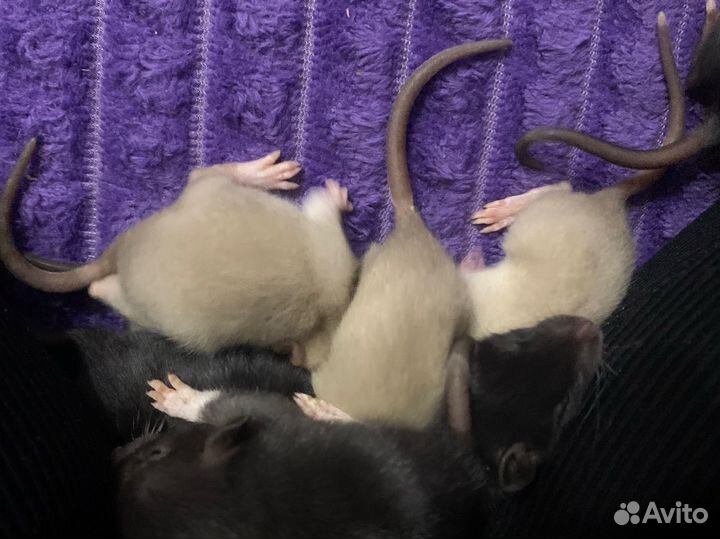 Крысята дамбо