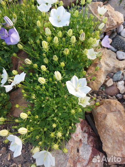 Растения для альпийской горки