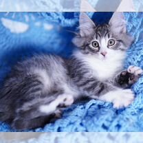Сибирский котёнок, Белгород