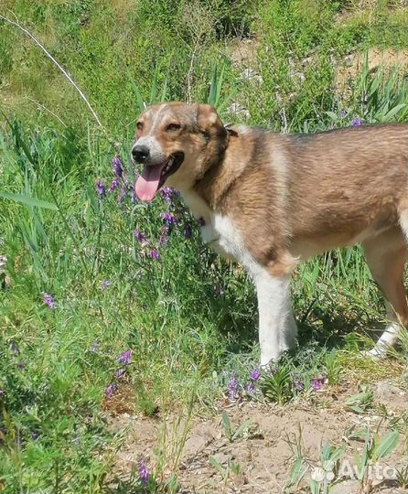 Собака Миссури