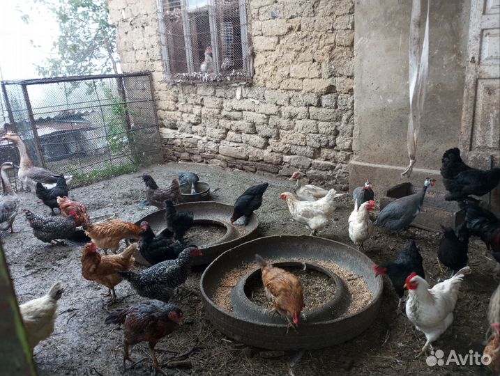 Куры гуси утки